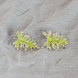 Philoendro Tropical Leaves Earrings