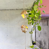 Alchemilla — Suncatchers