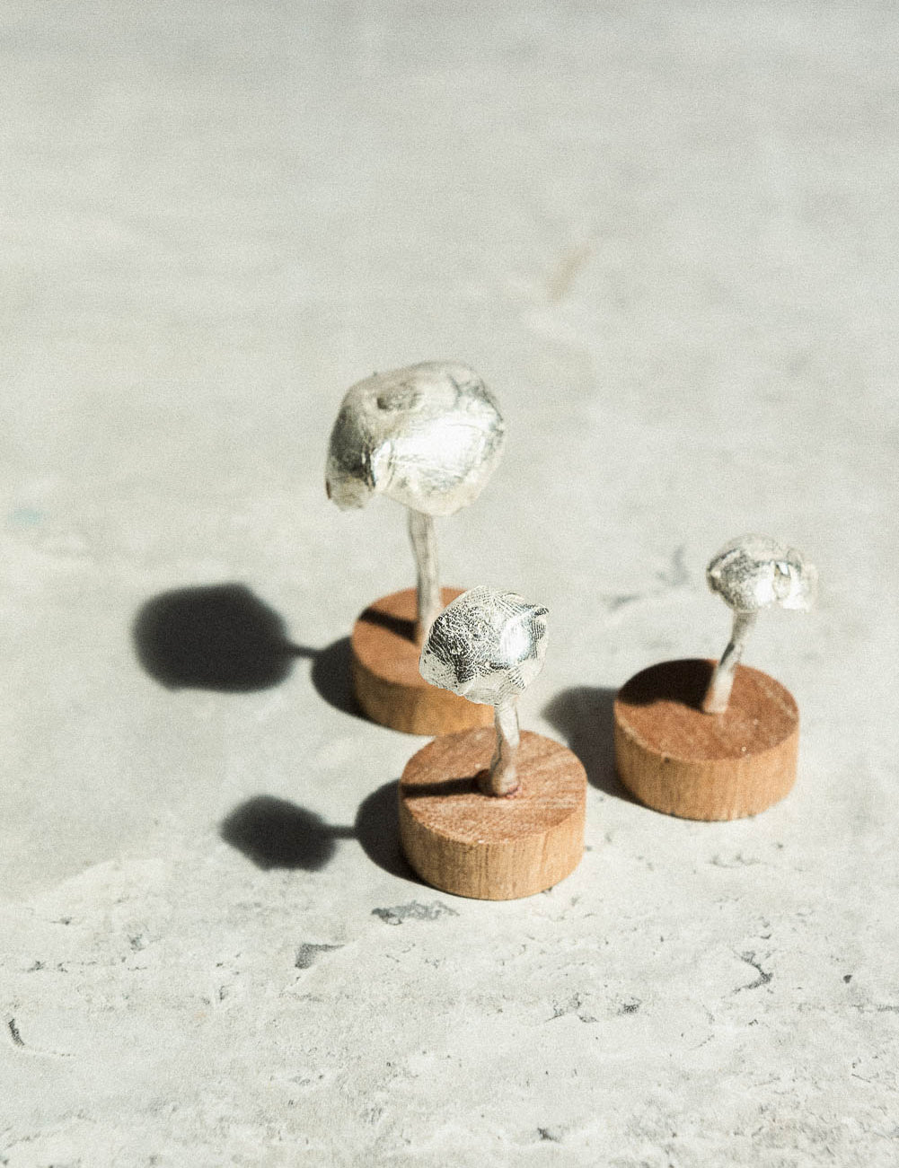Wood- Based Fungus