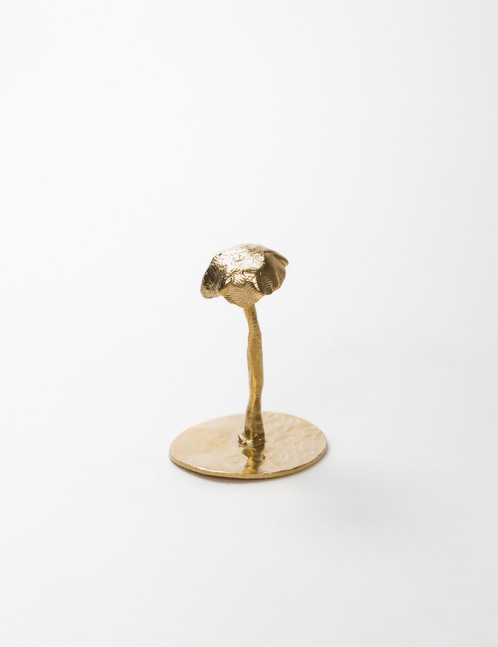 Medium Fungus